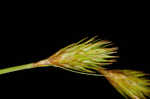 Broom sedge